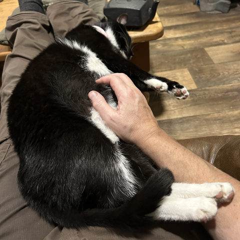 The cat is fast asleep on my lap; on his side, all four legs stretched and his tail curled over the back legs. He's out (though occasionally with a dream twitch or two.)