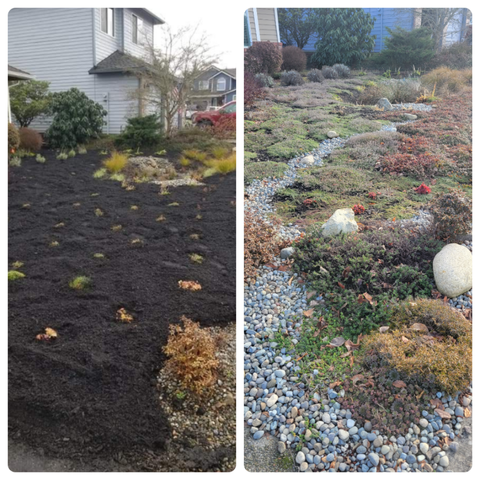 Photo collage of new rain garden on left and 2 years grown on right. Thyme, lavender, and other perennials make up the grassless front yard.
