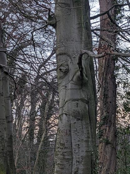 Trunk of a large beech tree which looks like it has a human face