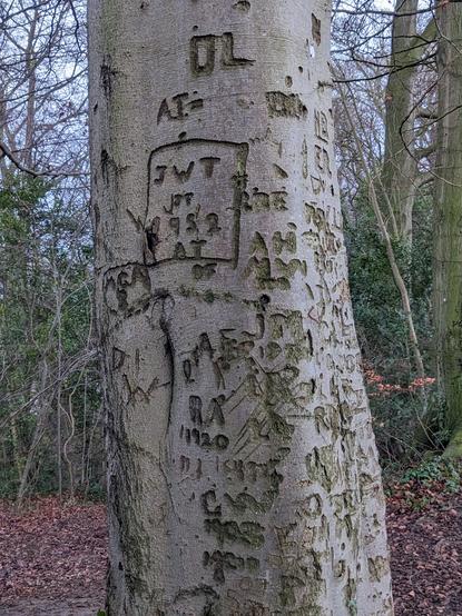 Tree trunk covered in etched initials and dates. 1952 and 1920 are clearly visible.
