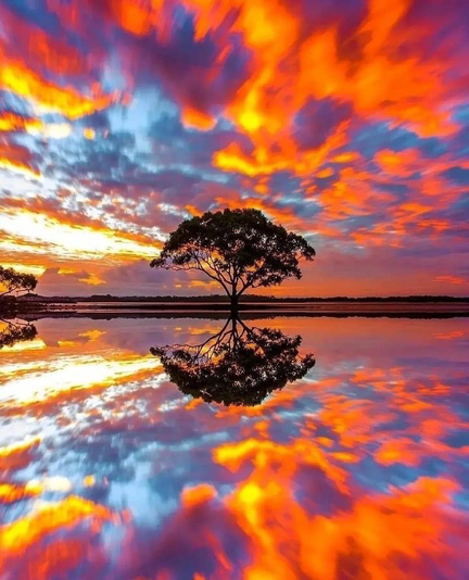 A tree is reflected I’d still glass like water with sunset also reflected
