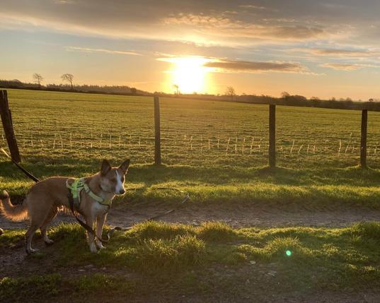 A fawn and white dog in a yellow harness stands on a dirt track next to a wire fence.  Behind the fence, a green field stretches into the distance where the edge of a wooded area is visible.
A few grey clouds in the otherwise blue sky are lit up by a large, glowing sunrise.