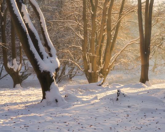 Veteran beech trees covered in snow in a winter wonder-woodland that is bathed in beautiful golden light