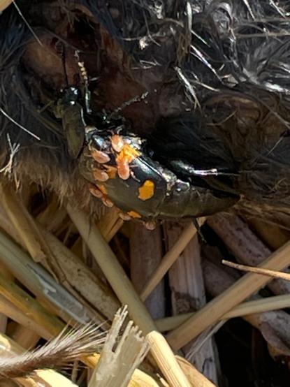 A black and orange beetle with a bunch of tiny mites on it. They are all friends.