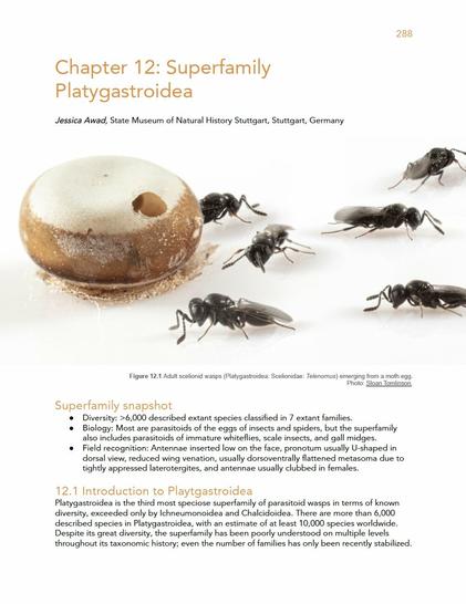 Title page of a chapter on superfamily Platygastroidea, with a photo of small wasps emerging from an insect egg