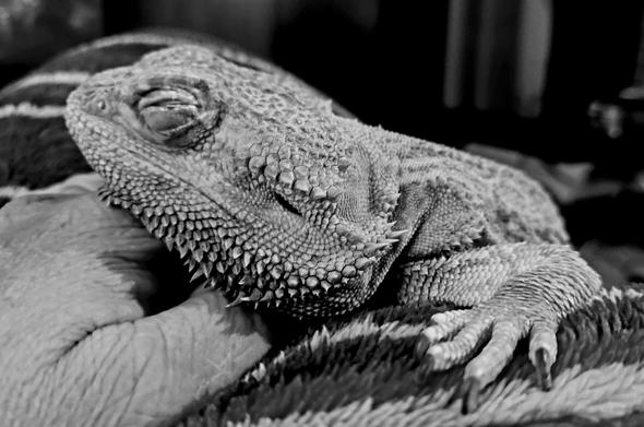 Bearded Dragon headshot. He is sleeping. Black and white