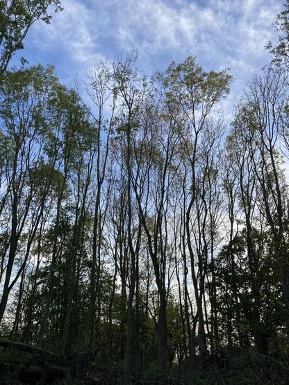 Ash trees in Shelfanger, with a big space left by a tree that fell last year, showing the blue sky above, with some light clouds