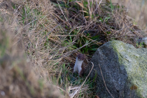 A weasel pops out from behind a rock.