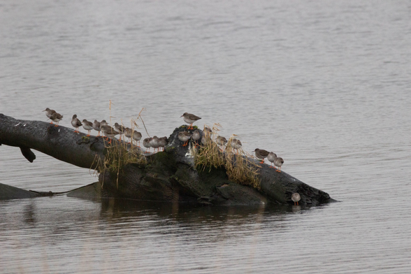 Group of purple sandpiper stood on top of a tree that’s fallen into the river.