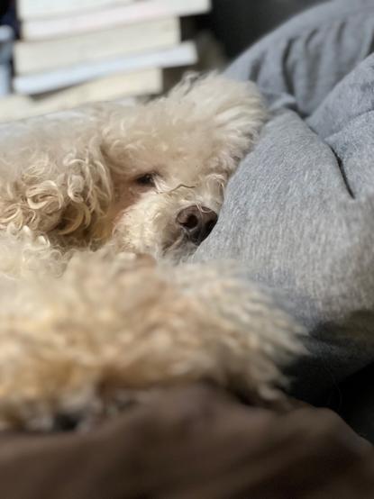 YY the white poodle asleep in amongst some cushions in my study