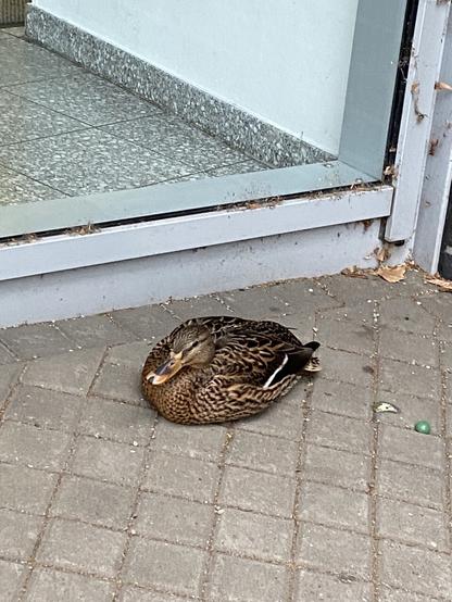 Ente sitzt vor Tür