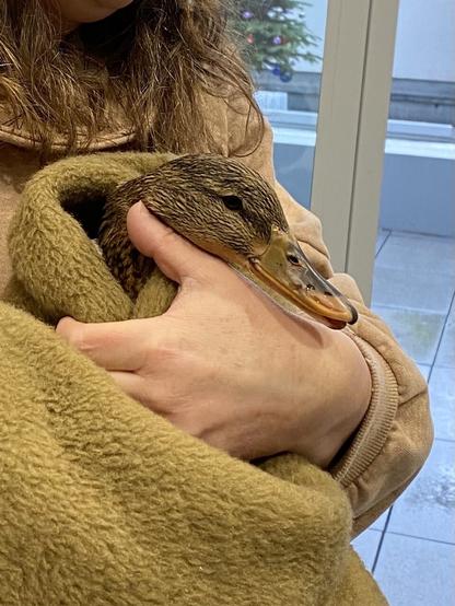 Ente in Wolldecke