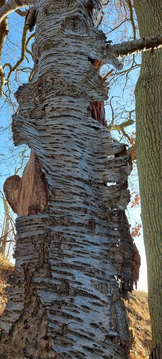 Trunk of a dead tree. The brittle bark is peeling off to one side and you can partly see the blue sky behind it. The sun is shining.