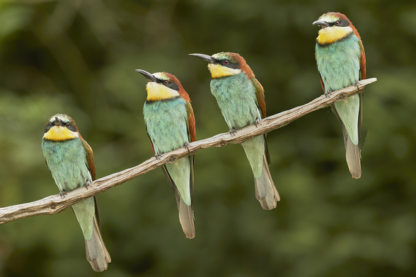 4 bee-eaters in a row
