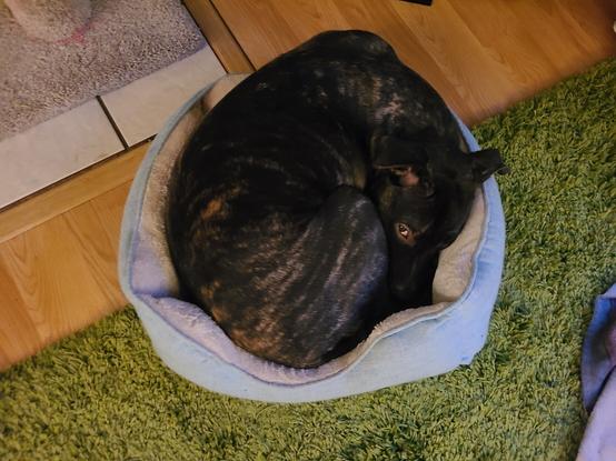 A brown and orange brindle dog curled tightly into a ball, laying in a small, blue cat bed. The side walls of the bed are bowed out with his size being too big. The picture is taken from above looking down, and he is peeking up at the camera without lifting his head.