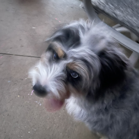 Blurry photo of a fuzzy puppy shaking her head and lolling her tongue