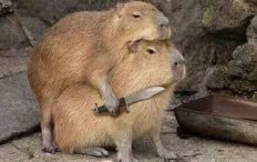 Fotos de duas capivaras. A que está por cima ameaça a de baixo com uma faca em seu pescoço.