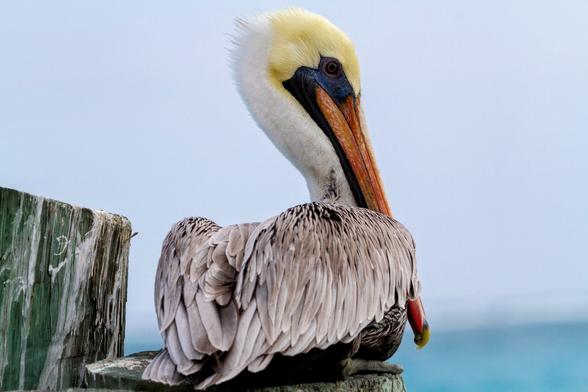 Pelican sitting on dock