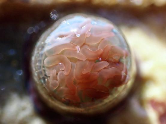 A close up of a small sea anemone. It’s tentacles are pressed down by a transparent film that domes over them. The tentacles are red.