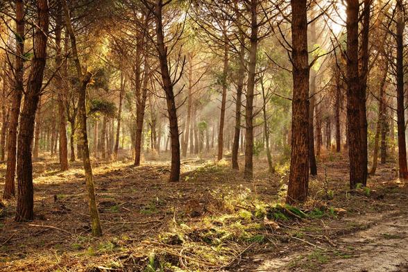 Rays of light entering a maritime pines forest amidst light fog