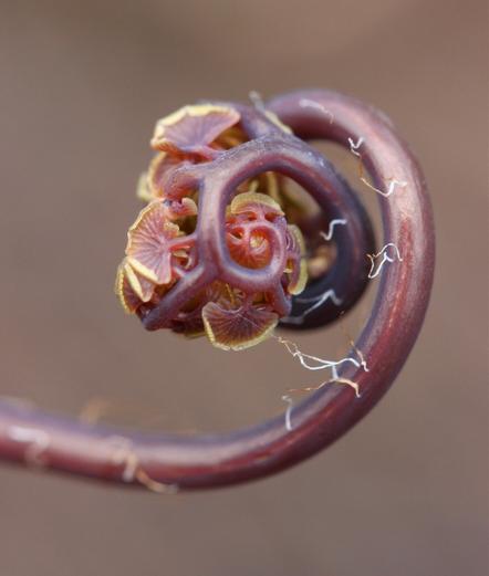A spiraling fern frond is starting to unroll. Small leaflets are visible, still folded into the rolled-up frond.