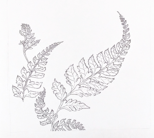 A photo of a finely-detailed sketch of 3 fern fronds in fine black ink lines on textured white mixed media paper. The largest swoops upward from the bottom left to the top right, curling back on itself to the right. Another smaller frond also swoops upward from bottom left to the right, curving gently downward to the right at its tip. The third and smallest front is a small asymmetrical sprig swooping upward from beneath the mid-sized frond along the left of the drawing, leaning further left at the top. Finely penciled lines marking the border are just barely visible along the left, right, and bottom of the drawing.