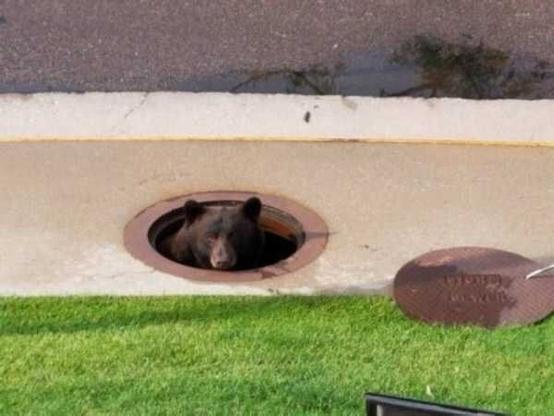 A large bear’s head emerging from a manhole.