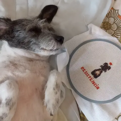 Minha cachorra vira lata, branca de rosto cinza, deita ao lado do bordado da cachorra Resistência (pretinha com manchas claras). Embaixo do desenho da Resistência está bordado o nome dela em vermelho e em cima uma estrelinha vermelha.