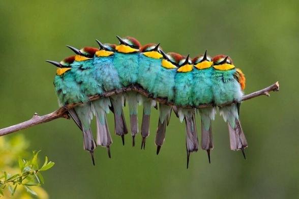 Not a caterpillar - On a frosty May morning, a group of European Bee-eaters perched on a branch gave the impression of a caterpillar at first glance. The vibrant colours of their feathers, with shades of green, blue, and yellow, seemed to blend together and create a fluffy, caterpillar-like appearance. It's also a winning image in Adult Category of European Wild Wonders photo competition, November 2011. José Luis Rodríguez