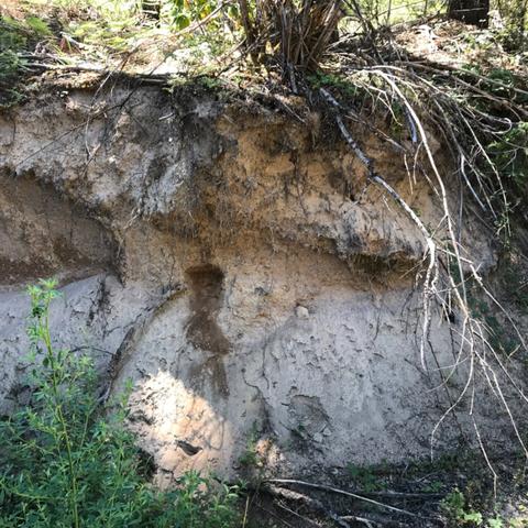 Soil profile showing abundant pumice exposed beneath thinner soil in primary root zone.  Prospect, Oregon.