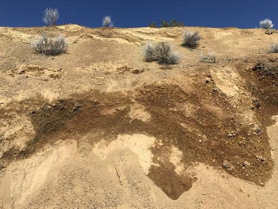Outcrop of #Palagonite #tuff soil shows dark brown where moist, brownish yellow where dry. Small dry land shrubs fit the surface below outcrop which is at the fringe of a volcanic vent.

Palagonite represents violent interaction between magma and surface or ground water which quenches the magma instantaneously.  Soils developed from this material used extensively in the Bonanza, Oregon area for agriculture.