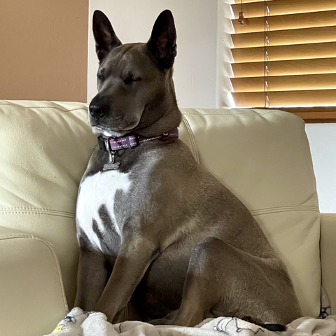 Our Belgian Malinois sitting upright in a leather armchair, desperately trying and failing to stay awake
