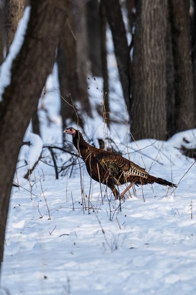 A wild turkey walks through a snowy forest.