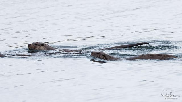 A family group of thee otters (only two completely visible) swim across a lake.