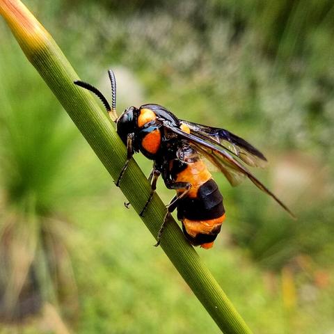 Bottlebrush Sawfly sitting on reed