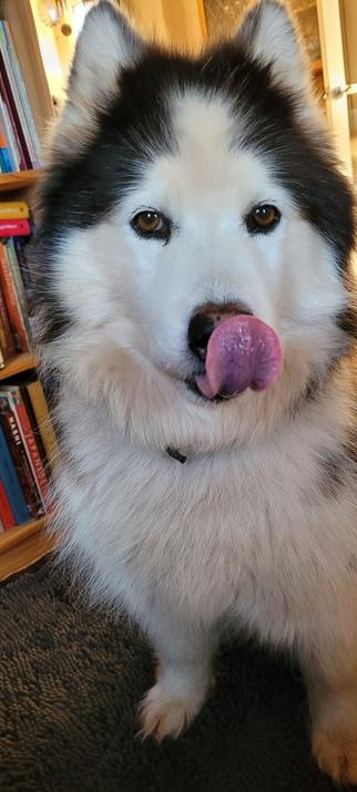 Photo shows a grey and white, fluffy husky, sitting in front of a bookshelf, her tongue curled up over her nose.
