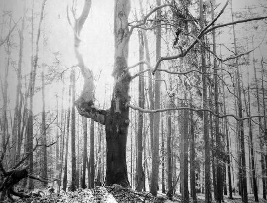 Monochrome photo of a beech tree in the woods, bright background with lots of other trees. The beech tree has a very strong branch on the left side almost looking like a bodybuilder arm showing the biceps.