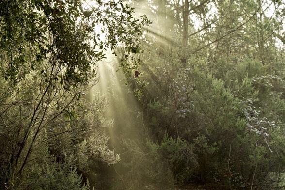 Rays of lights spreading through thick vegetation in a forest.