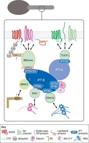 Overview of IFT adapter–cargo interactions.