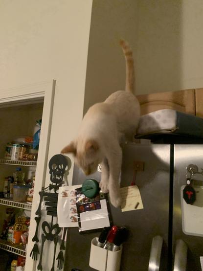Act 5 cat launches off front of side by side refrigerator heading for floor