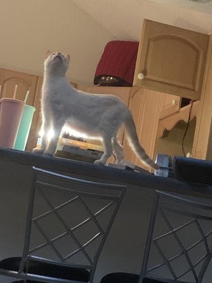 Act 6 immediately jumps on counter looking towards the beam above