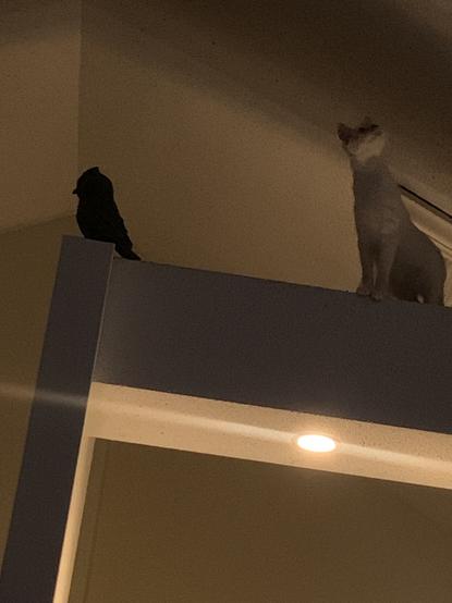 Act 7 cat on beam above stove looking up an to the right, with a black plastic owl to his far left at the edge of the beam