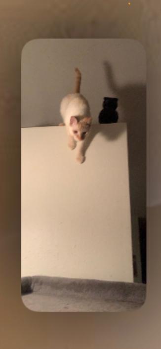 Act 8 (the finale)cat bounds off the beam, parkouring down a narrow wall to the top of a cat tree