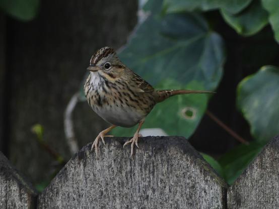 A Lincoln’s Sparrow perched on a fence looking forward with Ivy in the background. He has a whitish throat and belly with a buff breast patterned with dark streaks, a small white ring around the eye. His crown is slightly puffed, two dark brown stripes with light brown in the middle.
