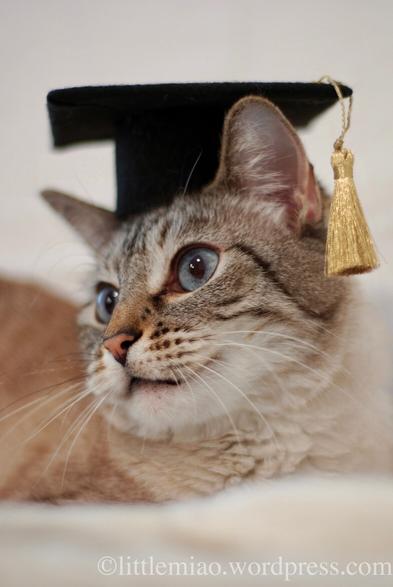 Portrait of a lynx point Siamese wearing a black graduation cap with golden tassels. The photo is from a side angle that shows off his striped facial markings.