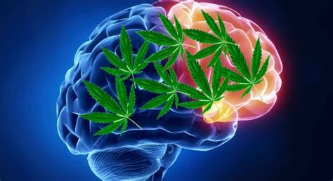 Image is an illustation of the human brain in brightly colored hues.  The background is in blue as is the medulla, brainstem and back portions of the brain.  The front side and frontal lobe is colored with bright iridescent fuchsias, reds, pinks, oranges and yellows.  Superimposed over the entire brain are seven green sticky dank cannabis leaves.