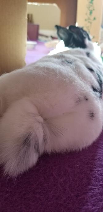 The behind of a small furry bunny showing a poofy tail and a parting of the fur
