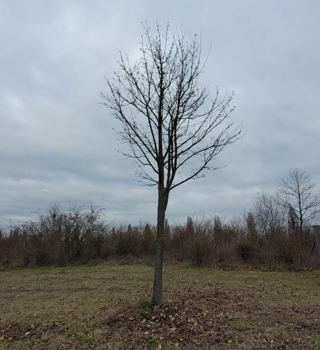 Ein Baum ohne Blätter