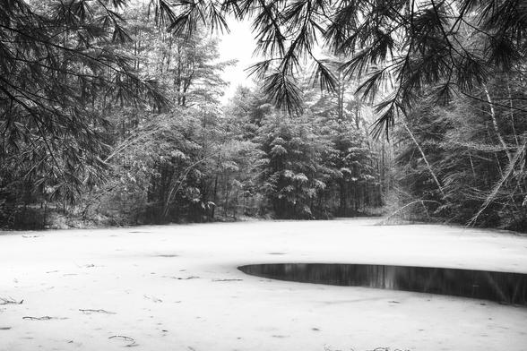 A partially frozen over pond in black and white. Snow is falling and coating the limbs of the trees surrounding it. Boughs of a white pine hang down into the top of the frame. It’s a tranquil scene.