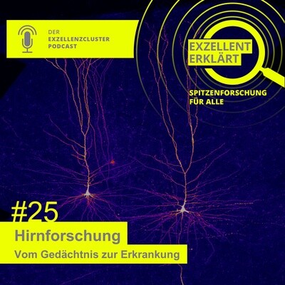 Visual der 25. Folge des Podcasts exzellent erklärt. Sie behandelt das Thema Hirnforschung
